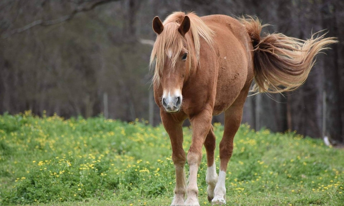 Vinemont House | A true "Barn" experience! Pet friendly!