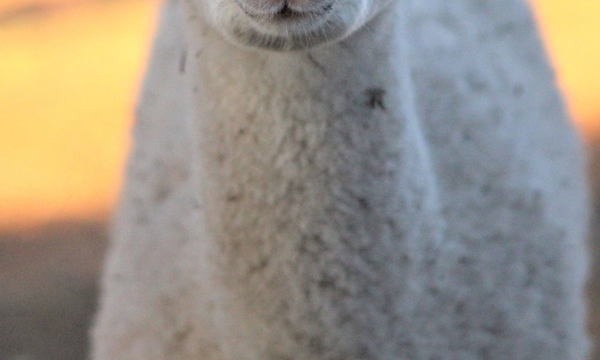 Spring Branch House | Alpaca Experience Tours at Spross Hollow Guest House