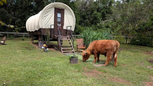 Putnam Hall House | Soulful Glamping Experience with Highland Cows, Private Wagon & Nature in Melrose, Florida