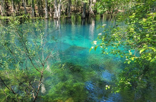 Bronson House | Country acre of quiet, calm, safe retreat. Near Devils Den Prehistoric Spring