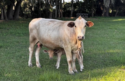 Reddick Cottage | Grass Campers Charming 1 Bedroom Cow Farm Cottage near WEC