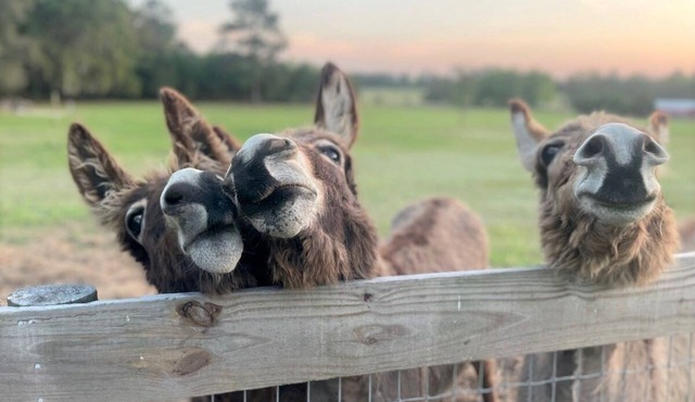 Little Ridge Ranch minutes from Ocala and Gainesville!
