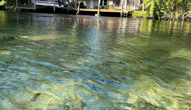 Paradise get-a-way on the Homosassa River, near the head springs! New Listing!