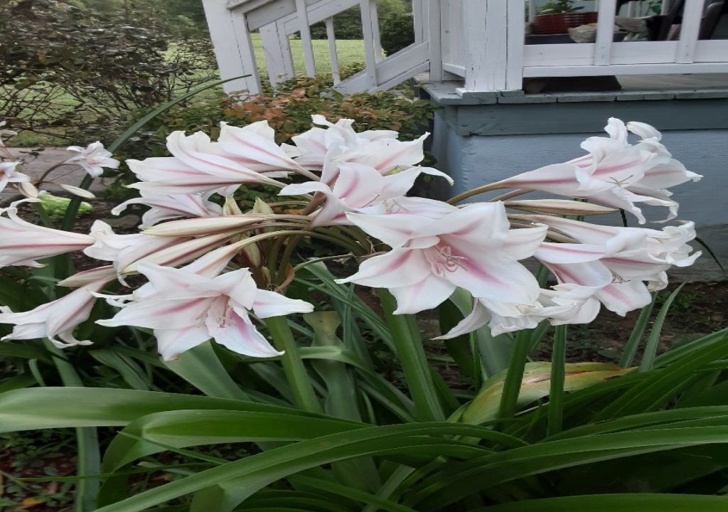 Photo of Outdoor in Bryant