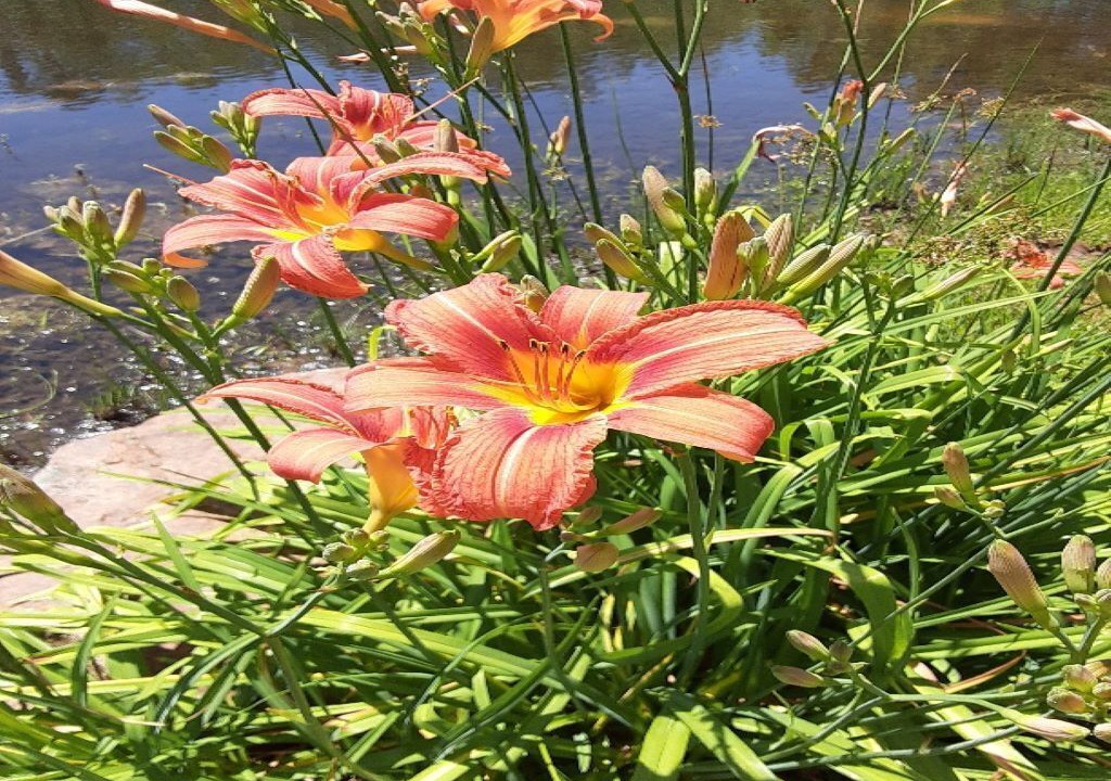 Photo of Outdoor in Bryant