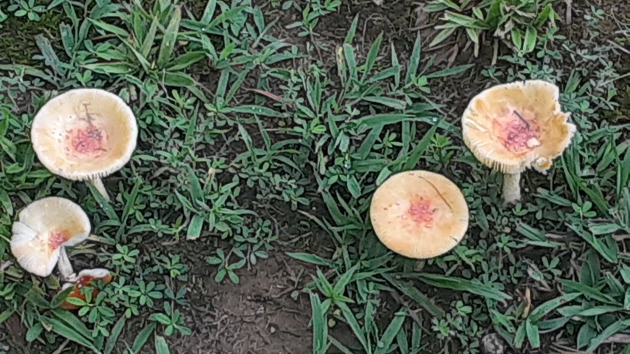 Photo of Outdoor in Bryant