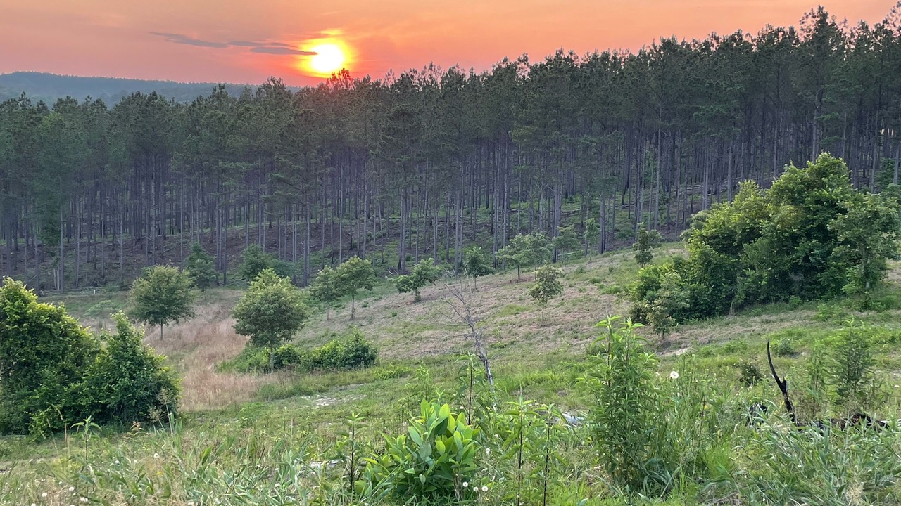 Photo of Outdoor in Coker