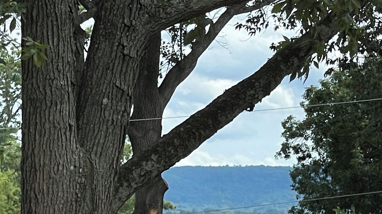 Photo of Outdoor in Guntersville