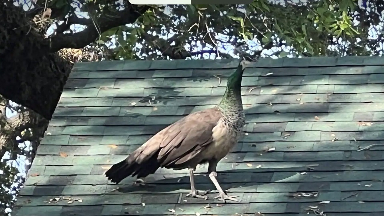 Photo of Others in East Little Havana
