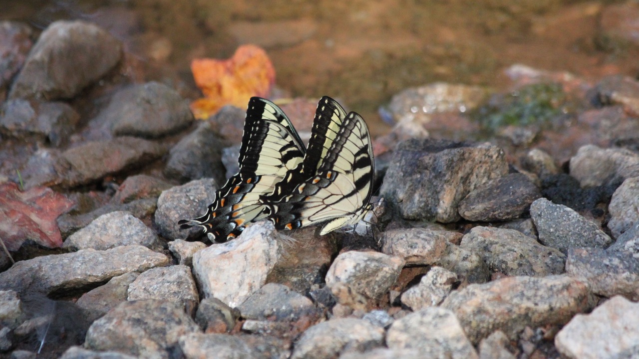 Photo of Outdoor in Valley