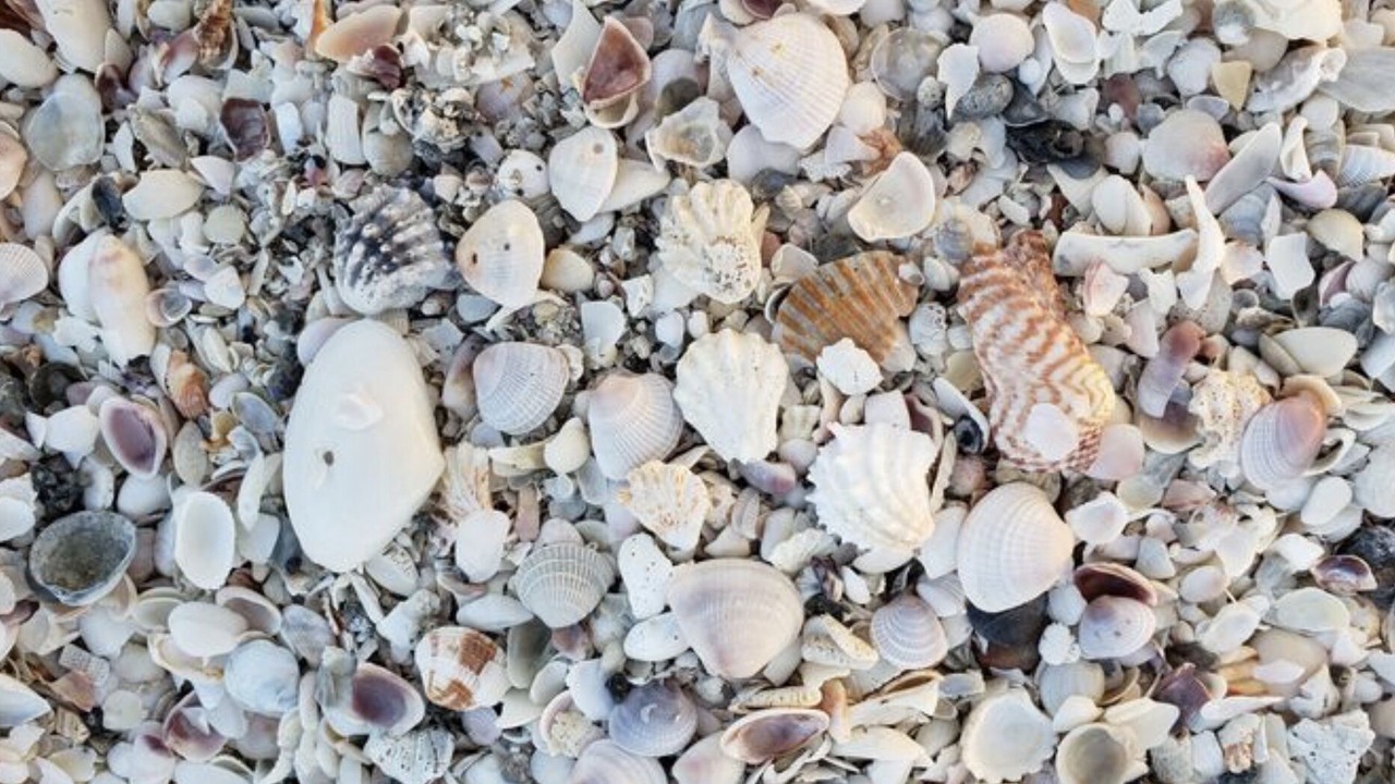 Photo of Others in Whitney Beach