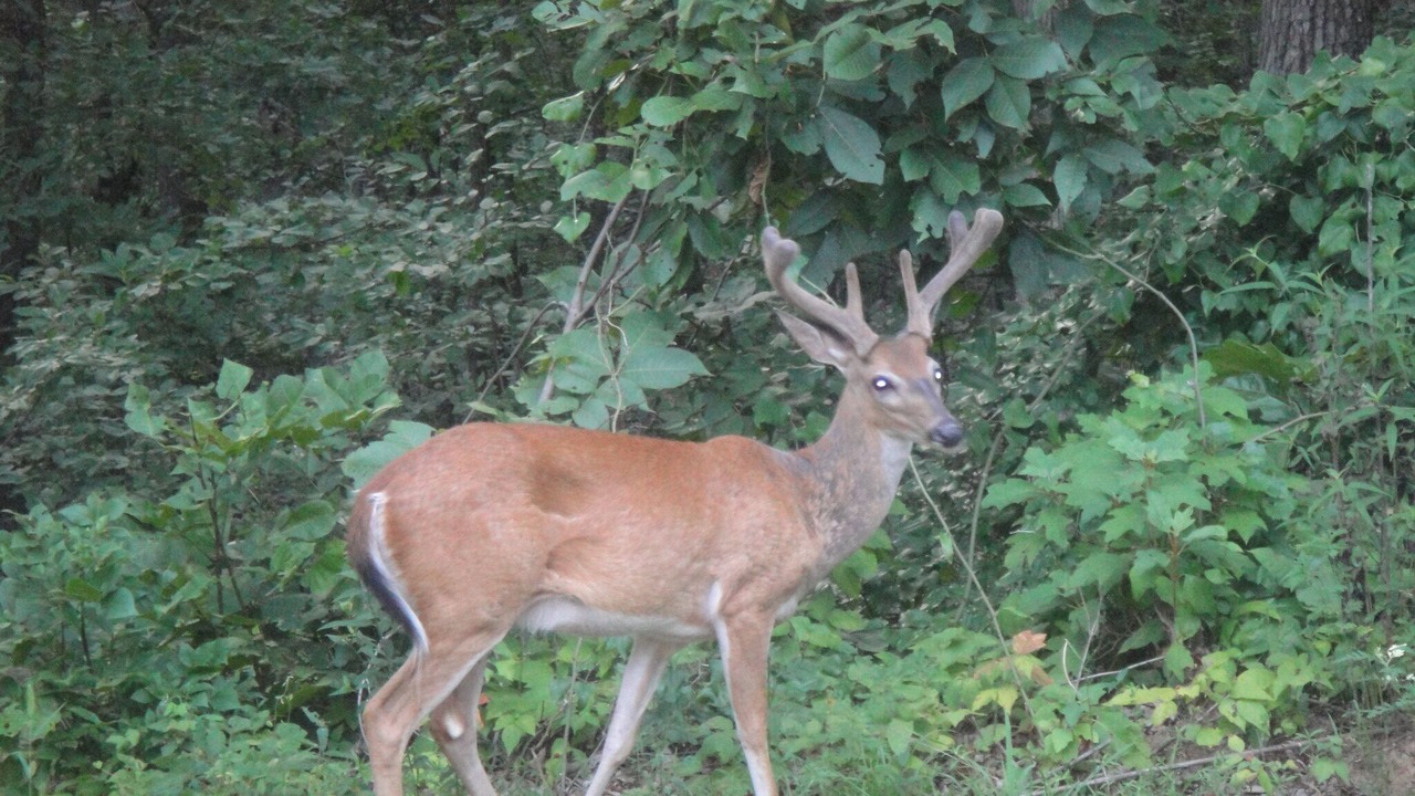 Photo of Others in Guntersville