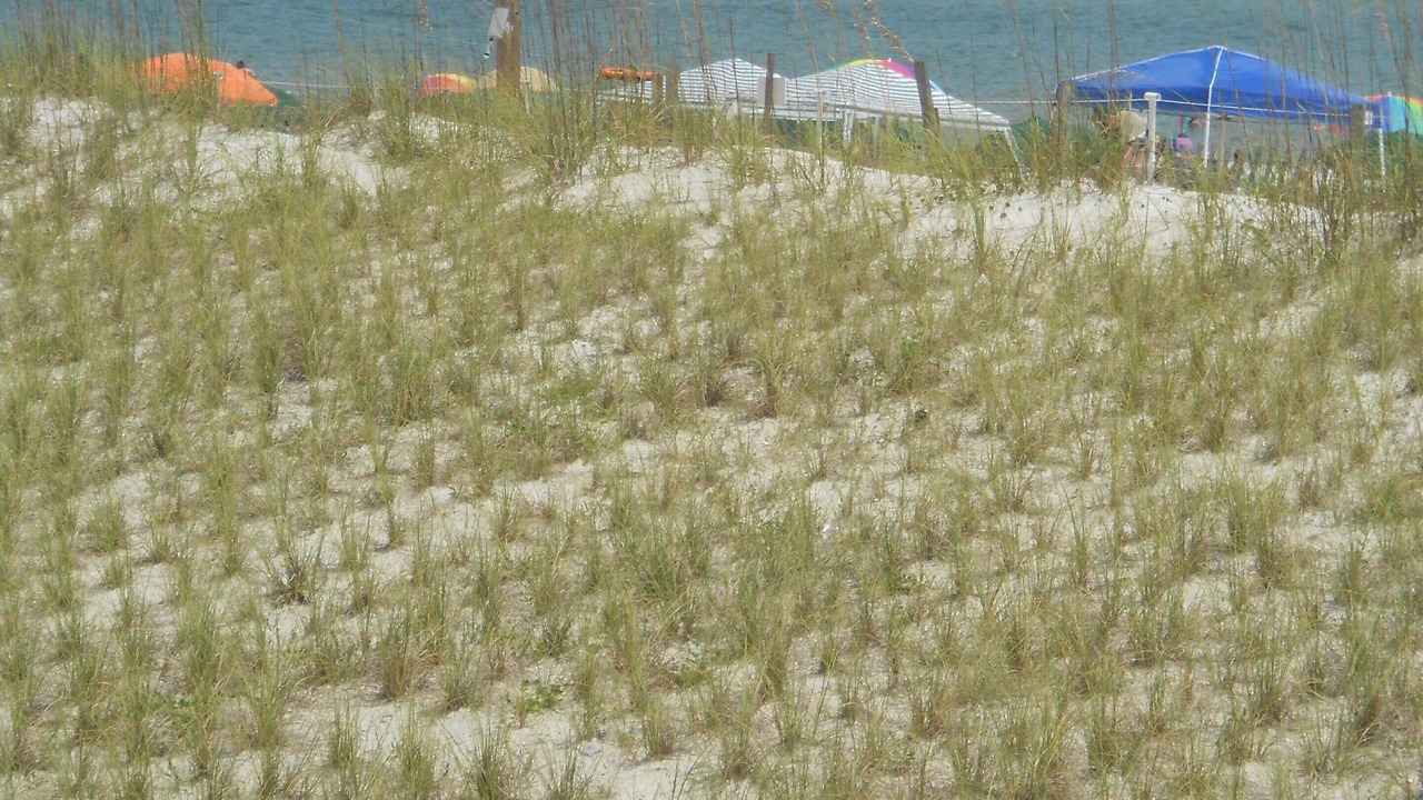 Photo of Others in Gulf Shores