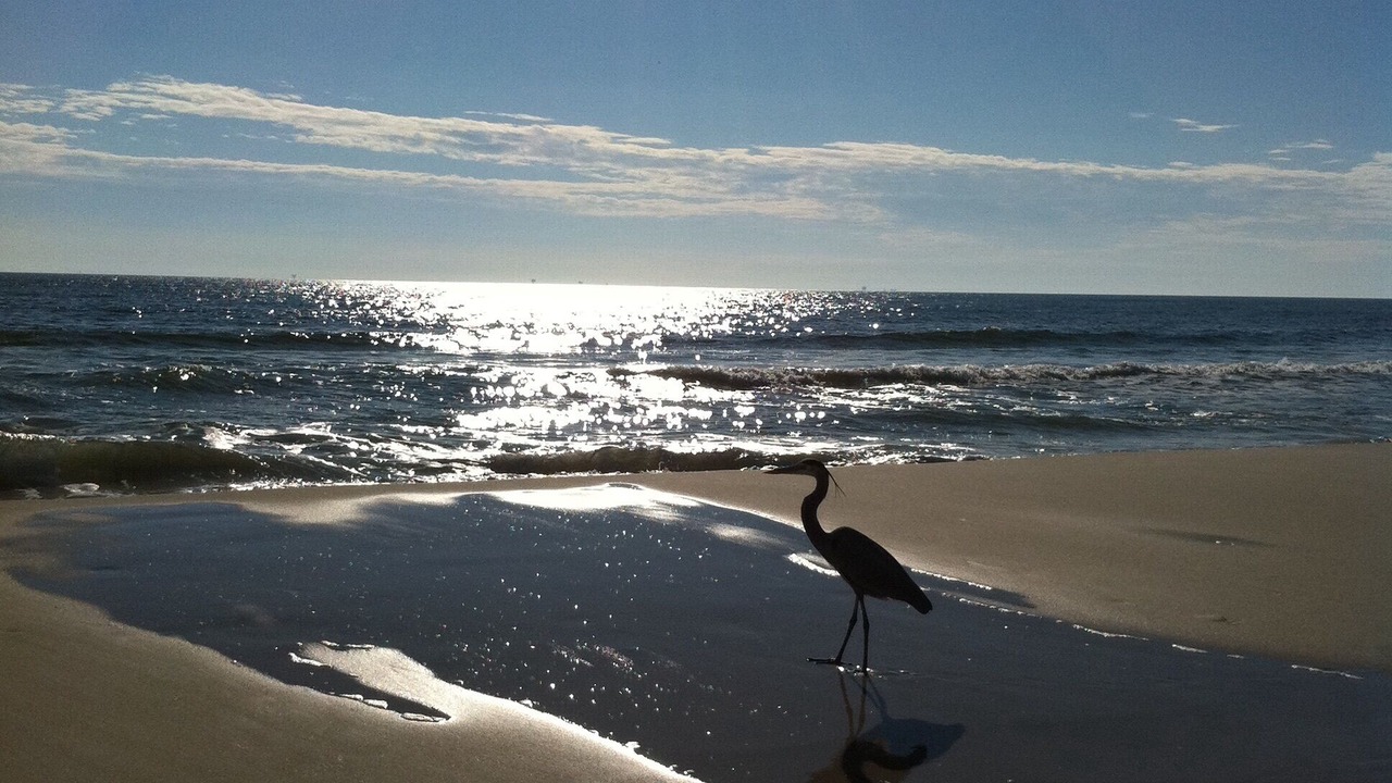 Photo of Others in Dauphin Island