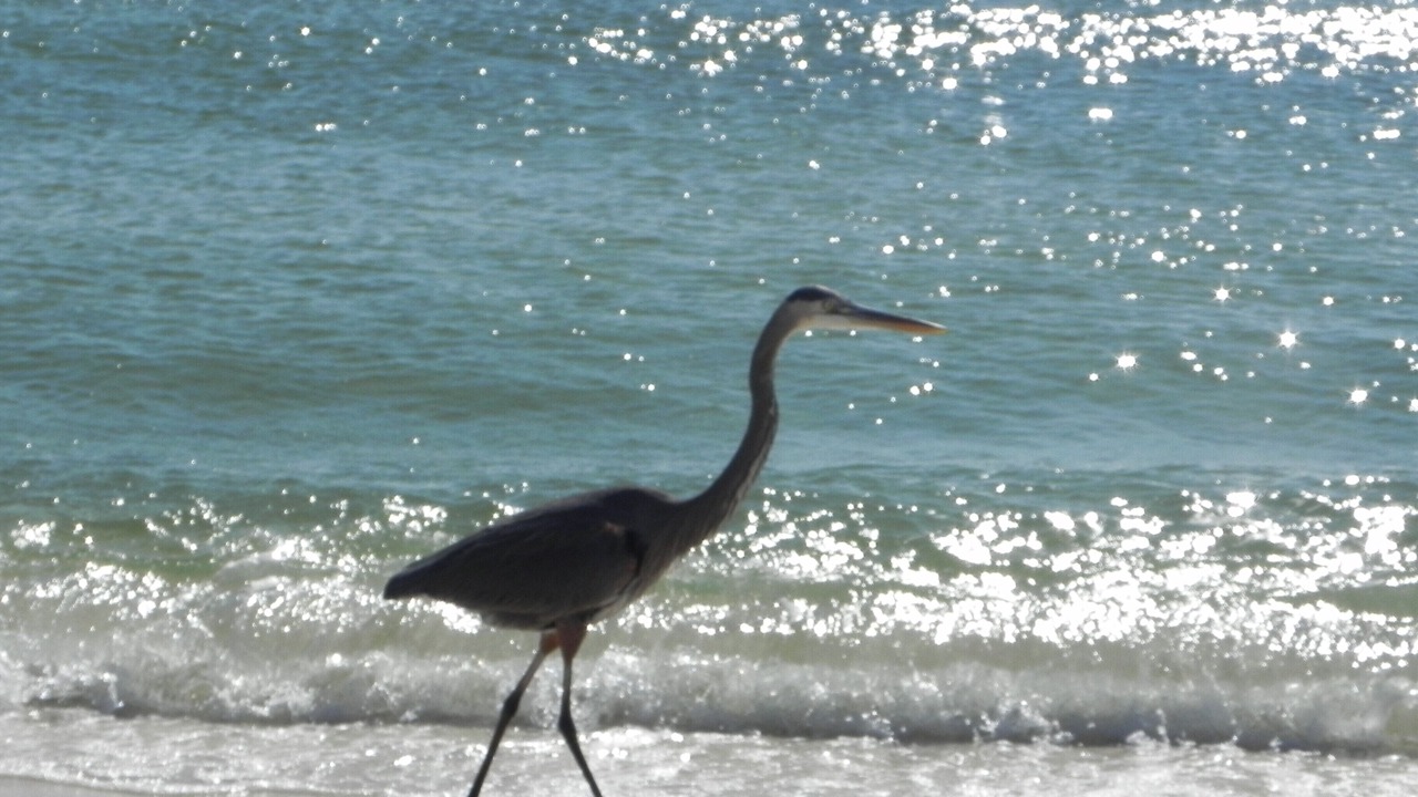 Photo of Others in Surf Side Shores