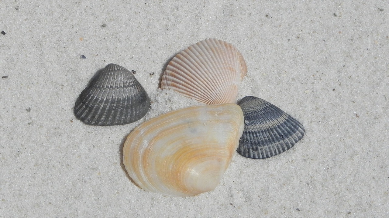 Photo of Others in Surf Side Shores