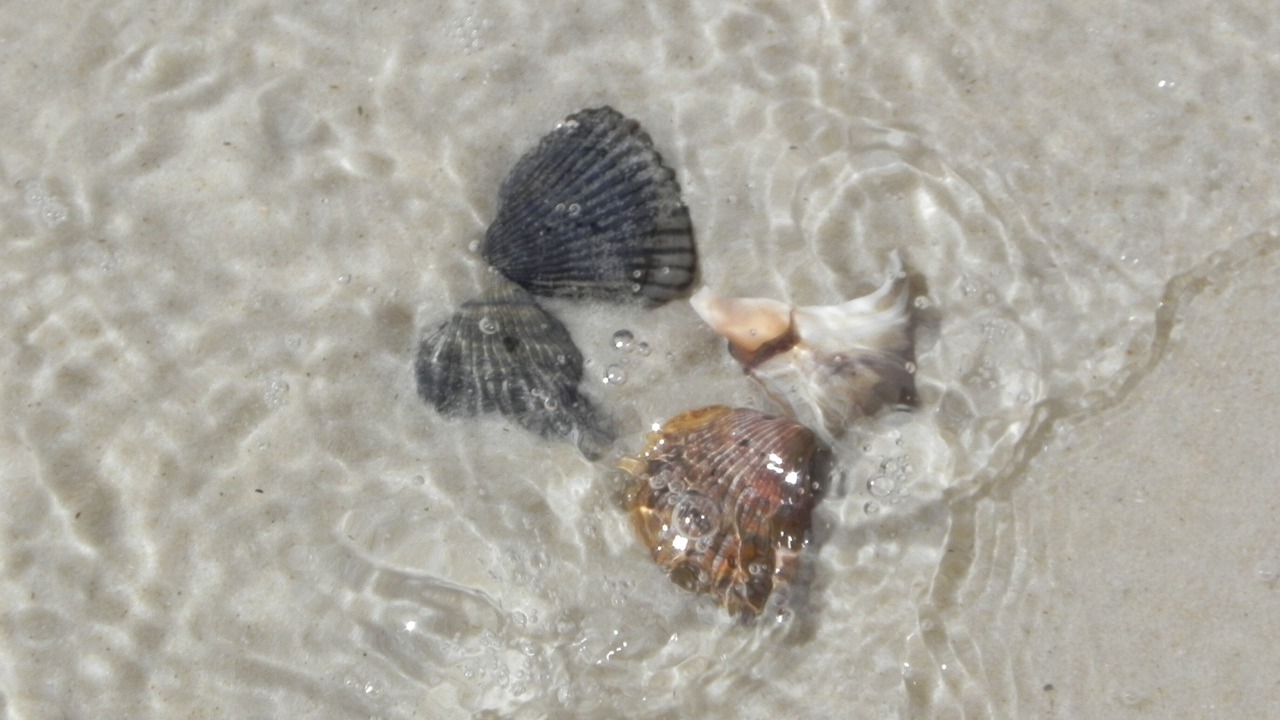 Photo of Others in Surf Side Shores