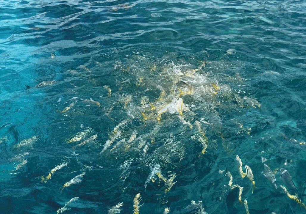 Photo of Others in Coral Lagoon