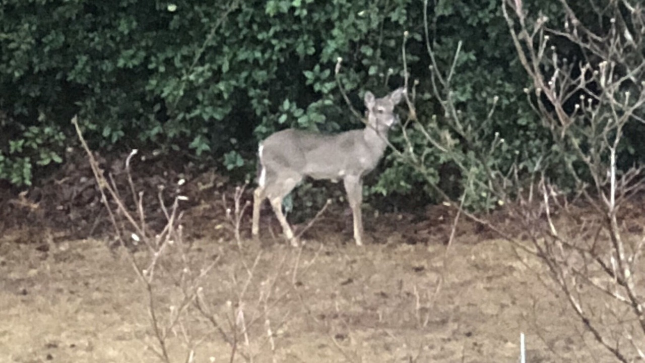 Photo of Others in Mentone