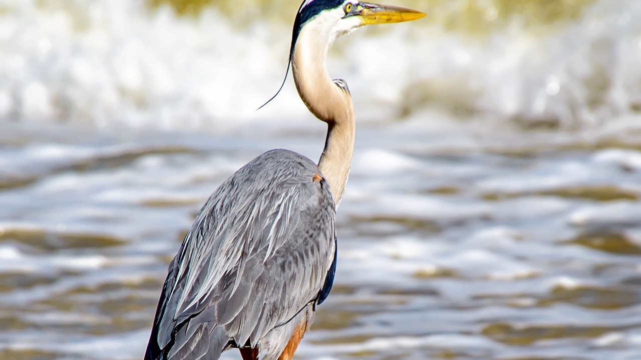 Photo of Others in Dauphin Island