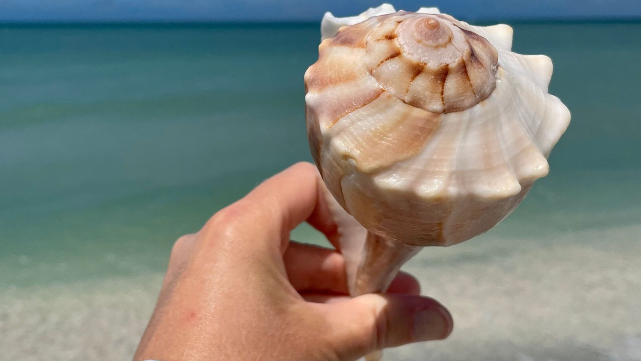 Photo of Others in Sanibel