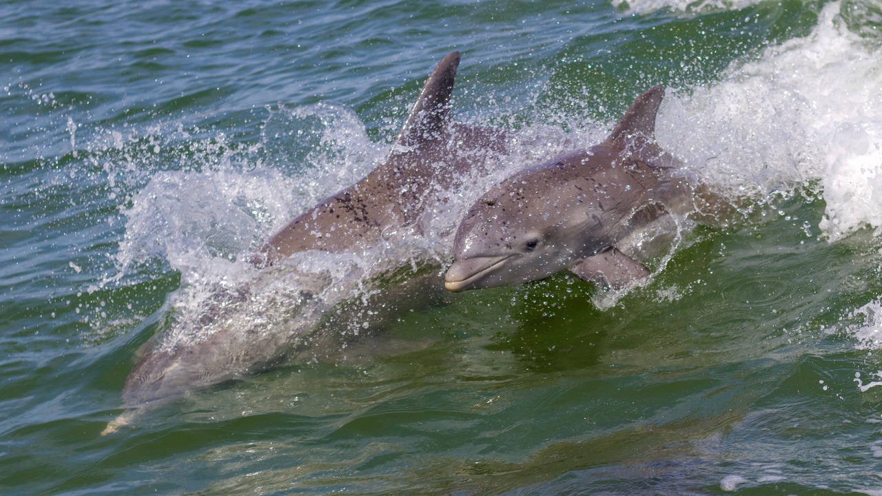 Photo of Others in Crescent Beach