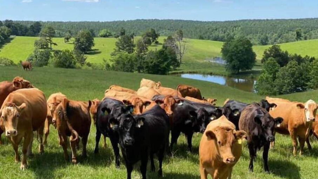 Photo of Outdoor in Vinemont